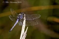 Celithemis verna