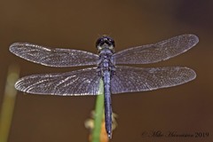 Celithemis verna
