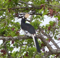 Anthracoceros coronatus