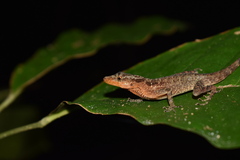 Tropical Anole photo 2