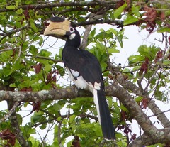 Anthracoceros coronatus