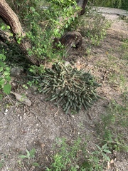 Echinocereus berlandieri