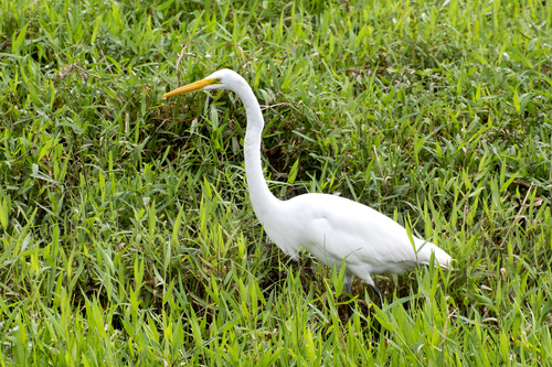 American Great Egret