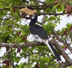 Anthracoceros coronatus
