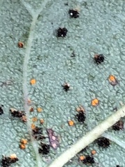 Phragmidium mucronatum