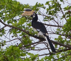 Anthracoceros coronatus