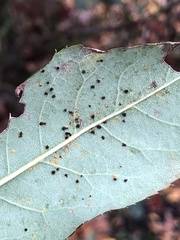 Phragmidium mucronatum