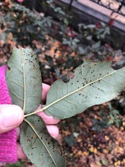 Phragmidium mucronatum