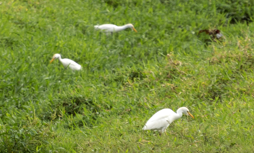 Western Cattle-Egret
