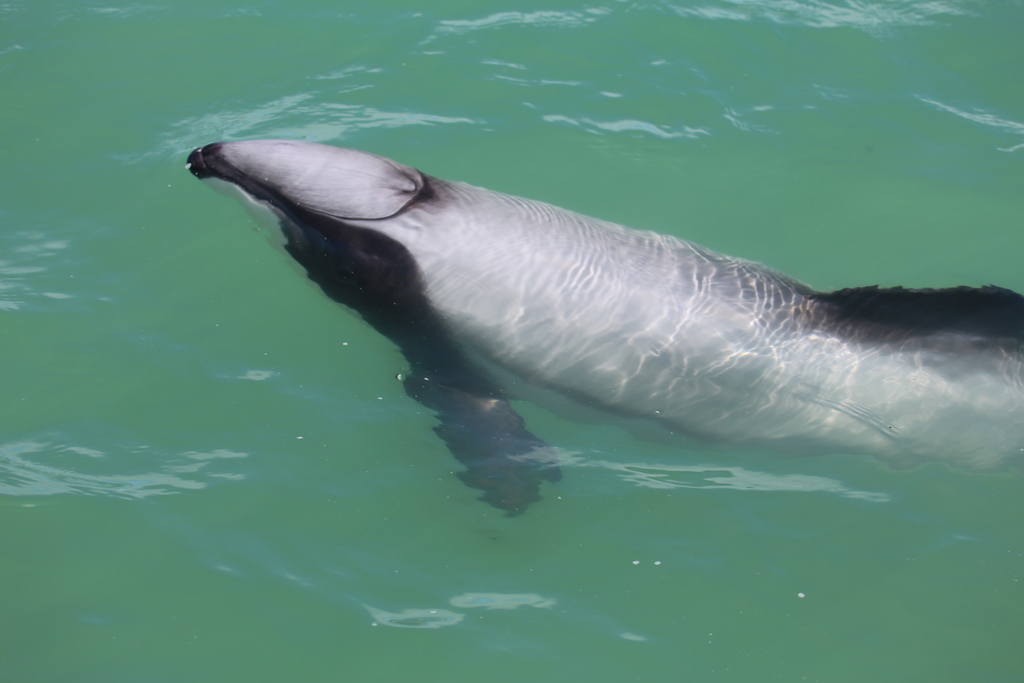 Hector's Dolphin