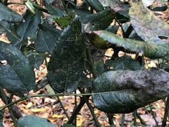 Phragmidium mucronatum