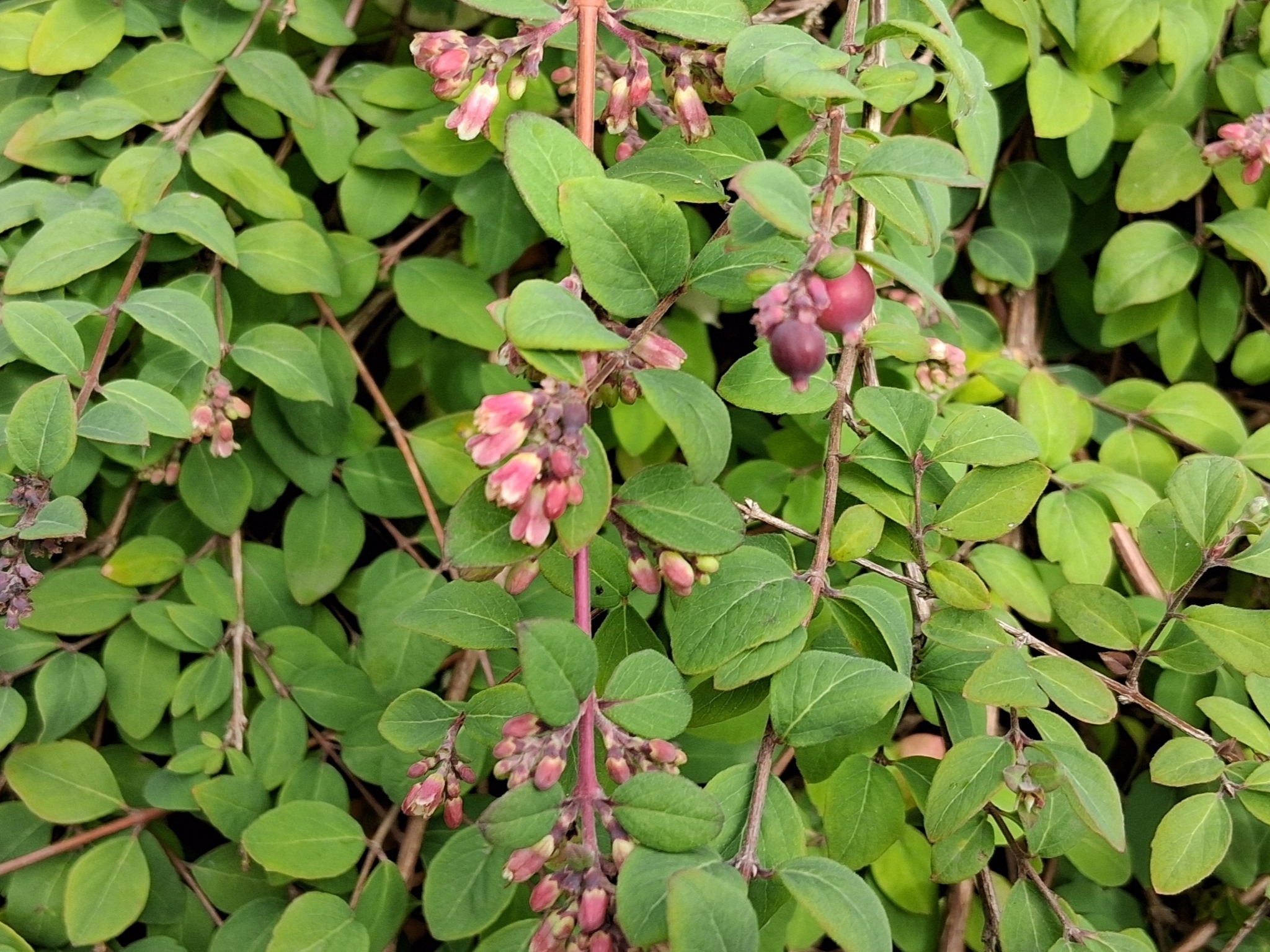 Pink Snowberry (Symphoricarpos microphyllus)