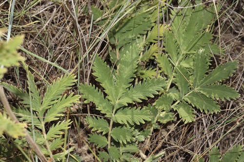 Sandhills Cinquefoil (Potentilla lasiodonta)