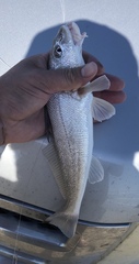 Menticirrhus littoralis