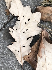 Japanagromyza viridula