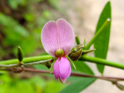 Galactia acapulcensis
