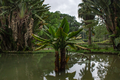 Typhonodorum lindleyanum