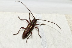 Ambonus distinctus