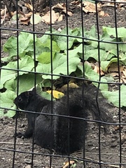 Sciurus carolinensis