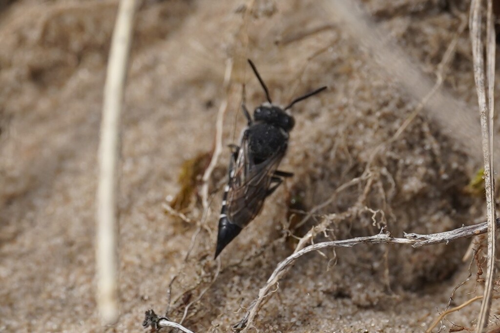 Square-jawed Sharp-tail Bee