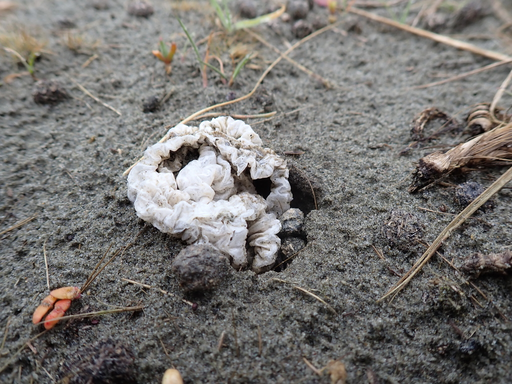 Ileodictyon cibarium · August 2025 · photo: © arnim (iNaturalist, cc-by)