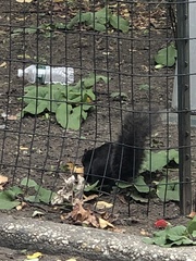 Sciurus carolinensis