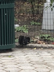 Sciurus carolinensis