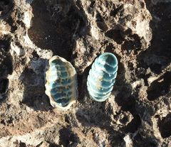 Chiton squamosus