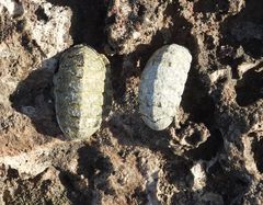 Chiton squamosus