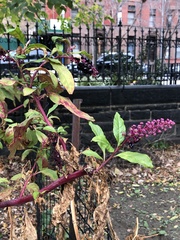 Phytolacca americana
