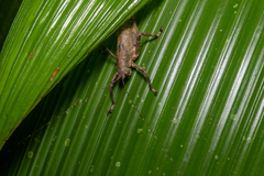 Meroncidius flavolimbatus