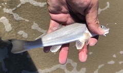 Menticirrhus littoralis