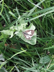 Leptophobia