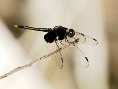 Neurothemis oligoneura