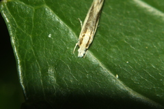 Erechthias stilbella