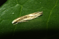Erechthias stilbella
