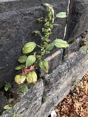 Acalypha australis