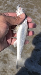 Menticirrhus littoralis