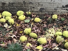 Maclura pomifera