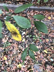 Diplocarpon