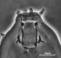 Milnesium cassandrae