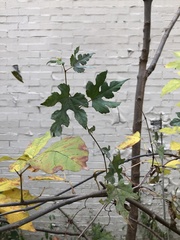 Ampelopsis glandulosa