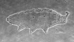 Milnesium cassandrae