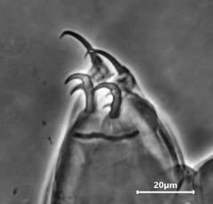 Milnesium cassandrae