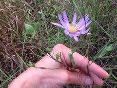 Symphyotrichum pratense