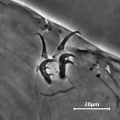 Milnesium cassandrae
