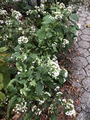 Ageratina altissima