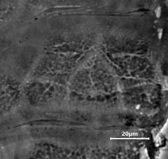 Milnesium cassandrae