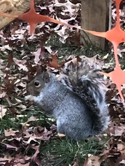 Sciurus carolinensis