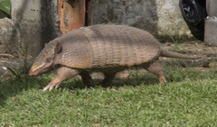 Euphractus sexcinctus